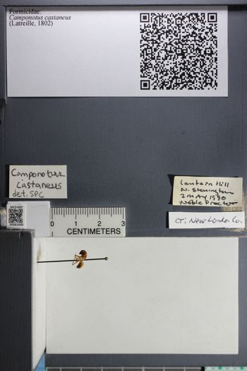 Media type: image;   Entomology 581640
